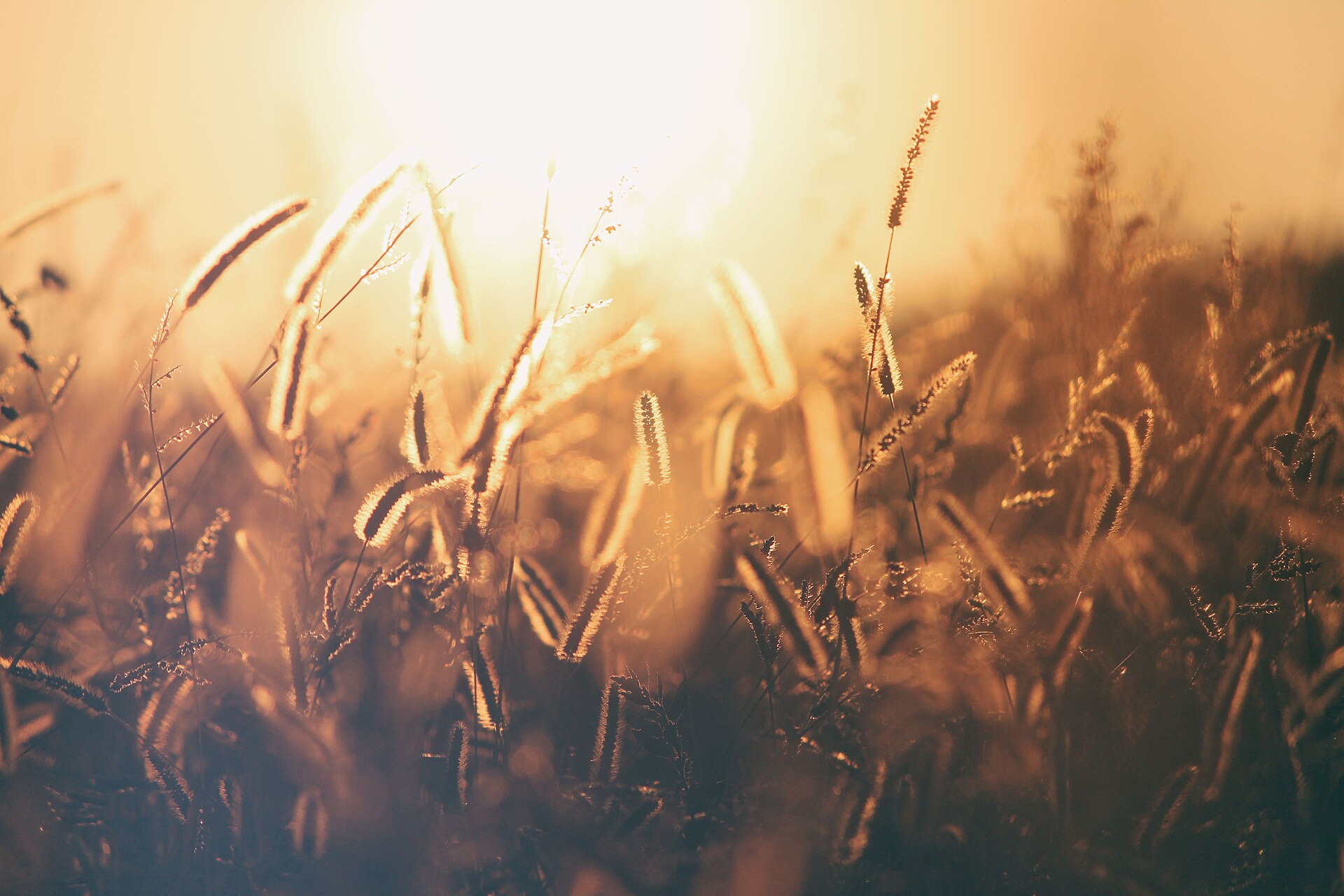 Field of golden grass glowing in the warm light of sunset